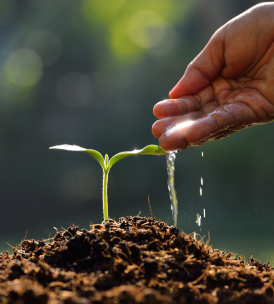 Advanced crop protection solutions designed to safeguard crops from pests, diseases, and harmful weeds while improving plant health, farming productivity, and sustainable agricultural growth effectively.