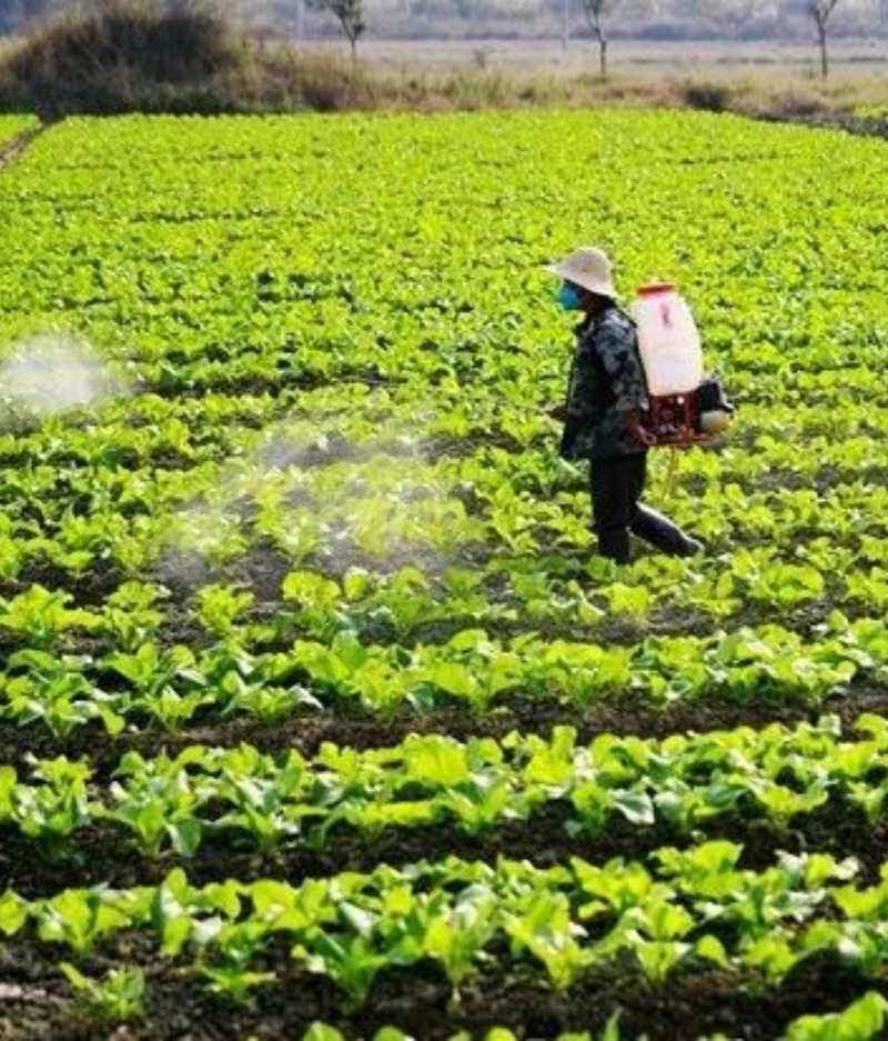 Advanced crop protection solutions designed to safeguard crops from pests, diseases, and harmful weeds while improving plant health, farming productivity, and sustainable agricultural growth effectively.