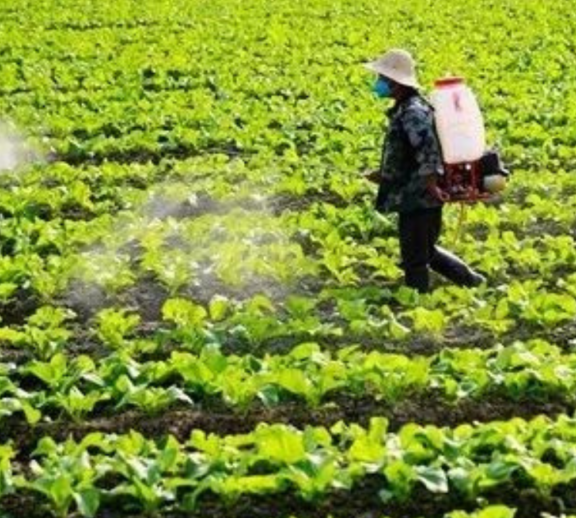 Advanced crop protection solutions designed to safeguard crops from pests, diseases, and harmful weeds while improving plant health, farming productivity, and sustainable agricultural growth effectively.