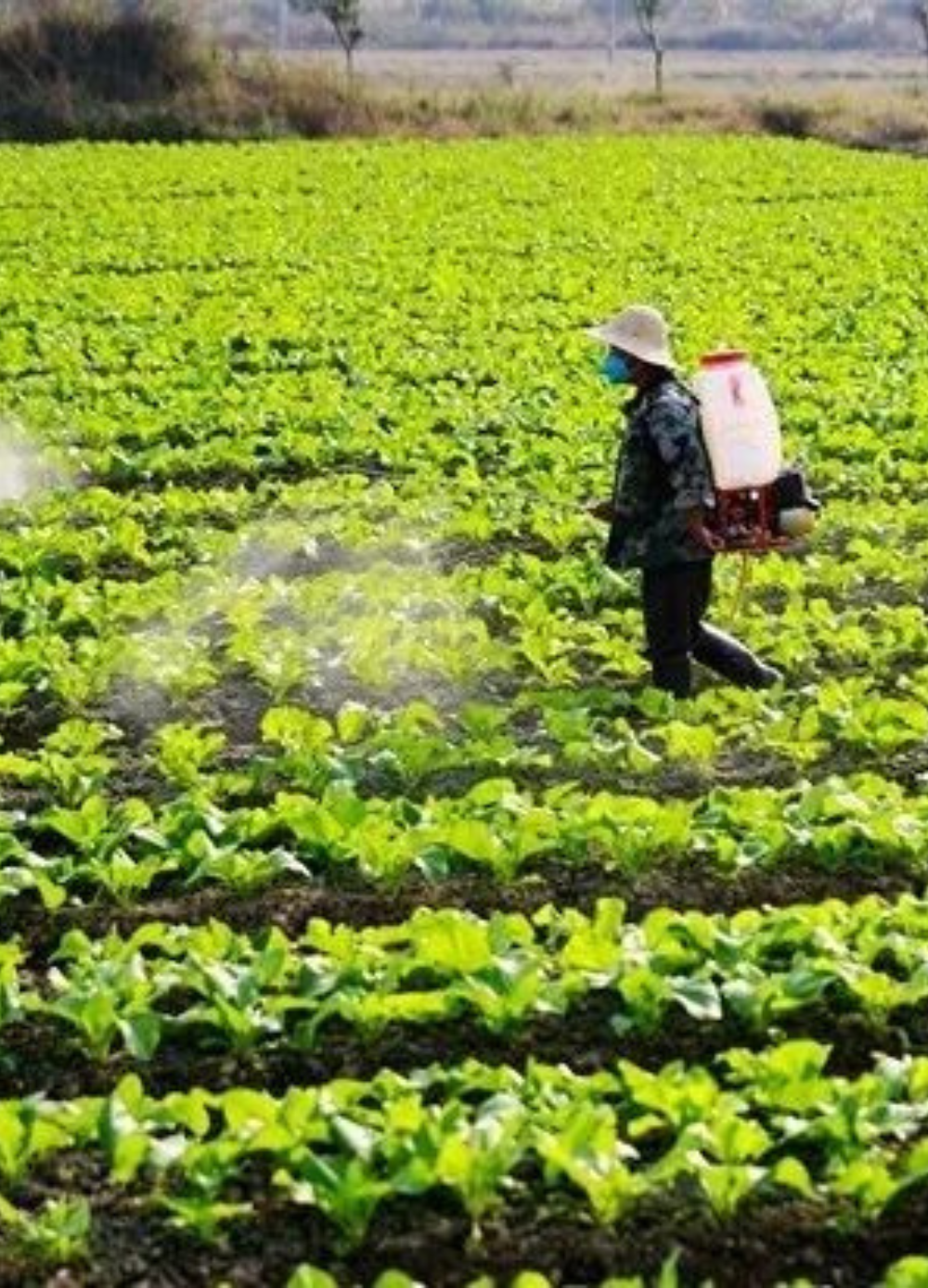 Advanced crop protection solutions designed to safeguard crops from pests, diseases, and harmful weeds while improving plant health, farming productivity, and sustainable agricultural growth effectively.